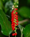 Rouge Plant Rivina Humilis Organic 10 Seeds