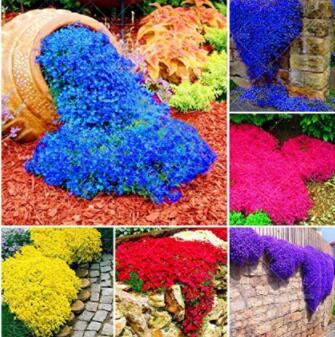 100PCS Cress Rock Creeping Thyme Flower Seeds Mixed