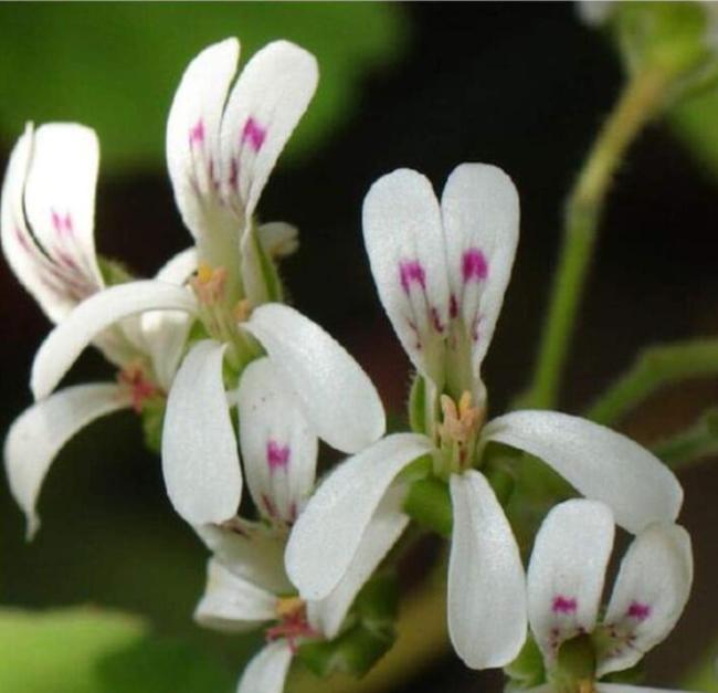 Pelargonium odoratissimum - Sweet-Scented Pelargonium - Peppermint Pelargonium - Apple-Rose-Scented Geranium - 5 Seeds