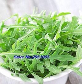100PCS Diplotaxis Tenuifolia Roquette Seeds