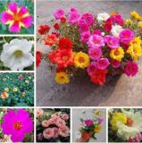 100PCS Portulaca Grandiflora Flower Seeds Mixed Flowers