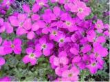 300 Creeping Thyme Seeds Purple Pink CreSS Rock Flowers