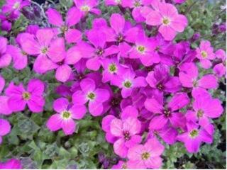 300 Creeping Thyme Seeds Purple Pink CreSS Rock Flowers