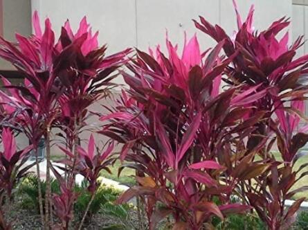 5 Cordyline Fruticosa Plant Seeds