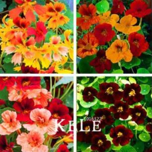 100 Creeping Tropaeolum majus Nasturtium Flower Seeds Mixed Colors