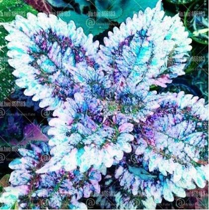 100PCS Coleus Flower Bonsai Plectranthus scutellarioides Perennial Indoor Colorful Leaf Herb