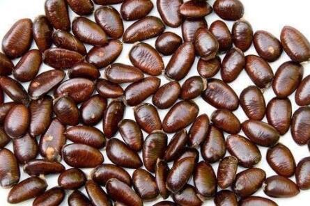 15PCS Custard Apple Seeds Srikaya Fruits
