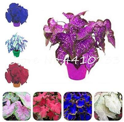 200PCS Caladium Dwarf Plants Seeds Bonsai Burnt Rose Elephant Ears Beautiful Potted Plants