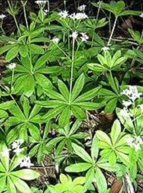 20PCS SWEET WOODRUFF ASPERULA Galium Odoratum Shade White Flower Seeds *Comb S/H