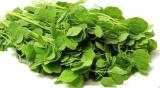 PAPALO SEED (Porophyllum ruderale) Papaloquelite,Bolivian Coriander.Organic Herb(50 Seeds)