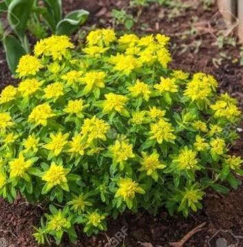Cushion Spurge Flower Seeds (Euphorbia Polychroma) 15+Seeds