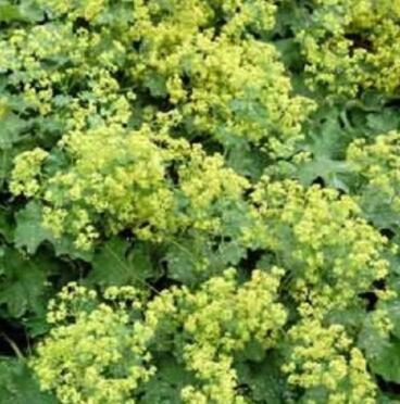 200 LADYS MANTLE Alchemilla Mollis Flower Seeds