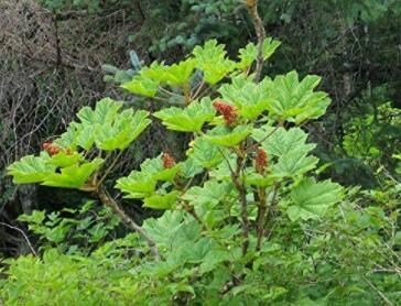 30 Seeds Oplopanax Horridus Devils Club Seeds Very Exotic Non-Hybrid, Open-Pollinated, Suited for Canadian Climate
