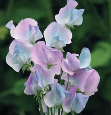 Turquoise Lagoon Sweet Pea Seed, 80 Seeds