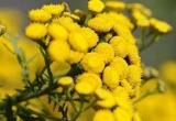 50pcs Immortelle Flower Seeds
