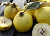 30 Seeds European Quince Seeds Non-Hybrid, Open-Pollinated, Suited for Canadian Climate