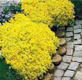100PCS Yellow Creeping Thyme Seeds Cress Rock Perennial