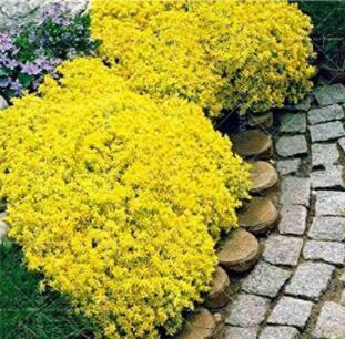 100PCS Yellow Creeping Thyme Seeds Cress Rock Perennial