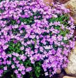 100PCS Light Purple Creeping Thyme Seeds Cress Rock Perennial