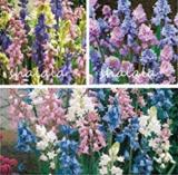 100PCS Mixed Wooden Hyacinths Spanish Hyacinths Seeds for Bonsai