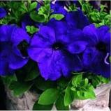 50 Pcs/Bag Rare Dipladenia Sanderi Seeds