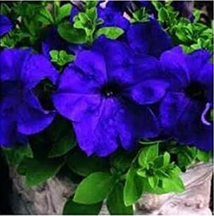 50 Pcs/Bag Rare Dipladenia Sanderi Seeds