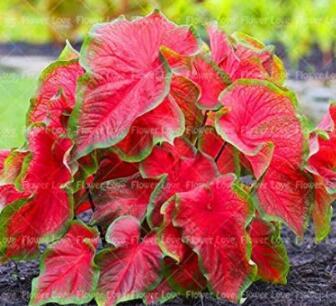 100 Caladium Bonsai Plants Assorted Colors Perennial Flowers Potted Plants Caladium DIY Home Garden Bonsai