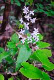 50PCS Superior Epimedium brevicornu Seeds China Herbs Perennial Bishop's Hat