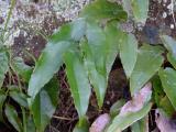 50PCS Superior Epimedium brevicornu Seeds China Herbs Perennial Bishop's Hat