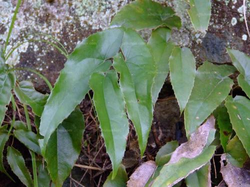 50PCS Superior Epimedium brevicornu Seeds China Herbs Perennial Bishop's Hat