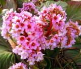 Bergenia Heartleaf Pigsqueak Bergenia Cordifolia 50 Bulk Seeds Easy to Grow, Plant, Seasons, Meaningful Gift.