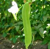 50 Seeds Bean Sword Bean Chamma Kaya Tammakaya Japanese Sword Bean Valavara Valamar Easy to Seasons