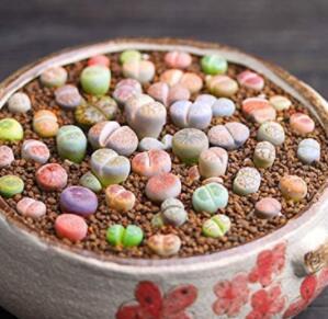 100PCS Lithops Seeds Mixed
