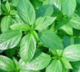 100 Jute seeds, Saluyot, Koshta, Molokhia, Egyptian spinach seeds