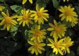 50 Arnica Montana Flower Seeds