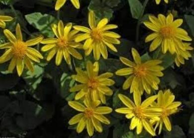 50 Arnica Montana Flower Seeds