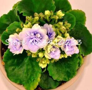 50 Pcs Purple Small Colorful Rare African Flower Garden Perennial Herb Indoor Plants Seeds