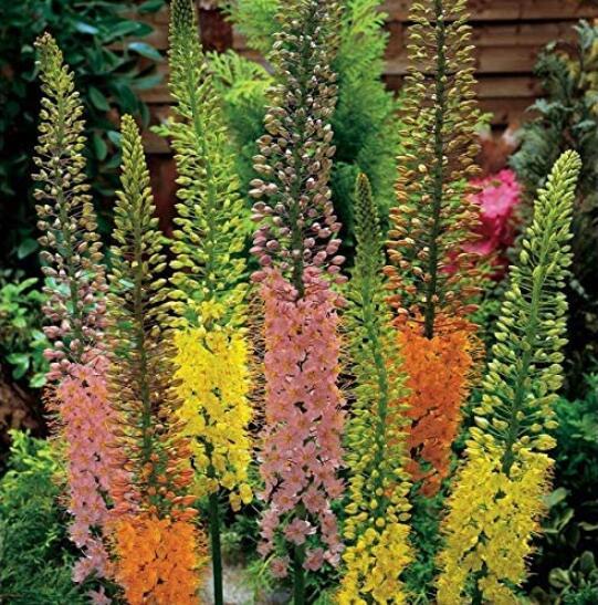 100 Foxtail Lily Flower Seeds
