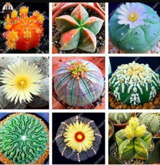 100PCS Lithops Seeds Mixed
