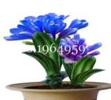 100PCS Clivia Miniata Bonsai Beautiful Rare Bush Kefir Lily Flower Seeds