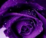 100PCS Blue Pink Rose Seeds, Rare Color