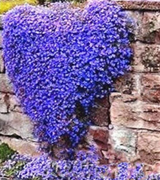 100PCS Creeping Thyme Bonsai Seeds Purplish Blue Creeping Thyme Bonsai Flowers