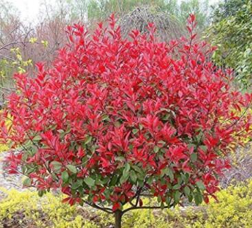 10 Packs Photinia Serrulata Bonsai Seeds Photinia Fraseri Fraseri Serrulata Red Robin Tipluohu Flower Bonsai for Home Garden
