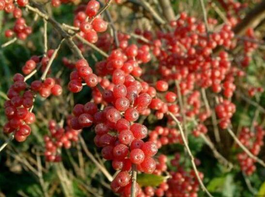 100 Autumn Olive Plant Seeds