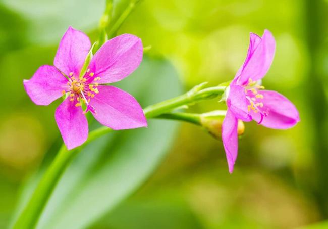 100 Seeds Fame Flower Jewels of Opar Talinum Paniculatum Portulaca Patens Fameflower Vegetable Leaf Lulu