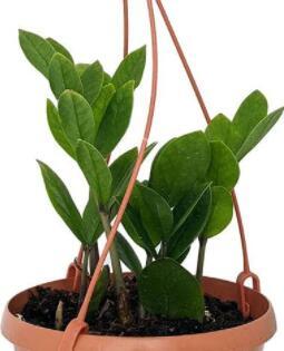 Plant Zamioculca Zamiifolia 25 Seeds Hanging Baket Seeds Easy to Seasons