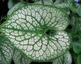 50 Seeds Sea Heart Brunnera Shade Blue Flowers Gallon Pot Seeds Non-Hybrid, Open-Pollinated, Suited for Canadian Climate