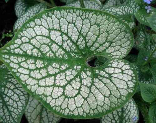50 Seeds Sea Heart Brunnera Shade Blue Flowers Gallon Pot Seeds Non-Hybrid, Open-Pollinated, Suited for Canadian Climate