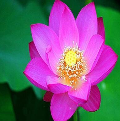 10 RED Lotus Nymphaea Asian Water Lily Pad Flower Pond Aquatic Plants