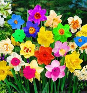 200 Pcs/Bag Rainbow Daffodil Bonsai Flowers Not Bulbs Perennial Indoor Double Daffodil Flowers for Home Garden Bonsai Plants Mixed